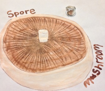 spore meaning
